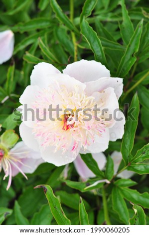 Blooming of peonies bushes in the garden in summer.Natural background copy space