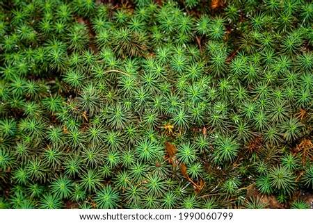 Spikey plant with green needles ground cover Royalty-Free Stock Photo #1990060799