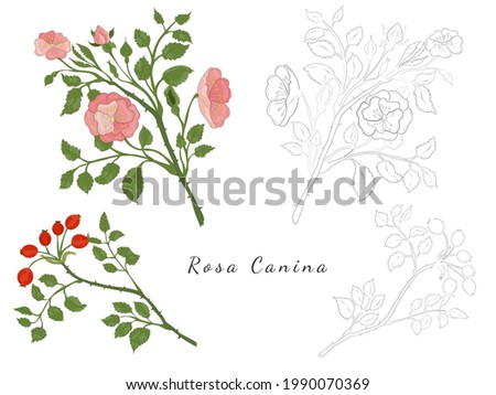 Sketches of Rosa canina or Dog rose Royalty-Free Stock Photo #1990070369