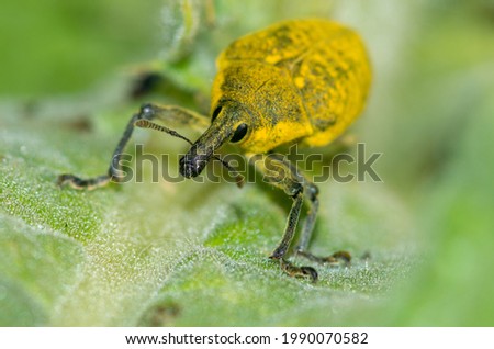 Yellow weevil on a leave in a photo with an extremely shallow depth of field, the course of which is clearly recognizable and which stands out from the blurred background