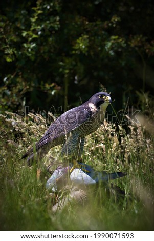 Peregrine falcon in nature sitting on a log