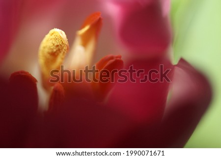 Macro photo of a tulip with pink petals and a yellow center, the edges of the petals are blurred, the photo background is green. Close-up photo of a tulip with blurred edges on a blurred background.