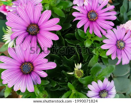 Beautiful purple Osteospermum or African Daisy flower close-up stock images. Osteospermum or Soprano Purple flower stock photo. Flowering plant daisybushes detail stock images