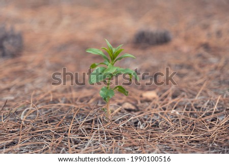 Small green plant growing in dry pine leaves, in the forest.