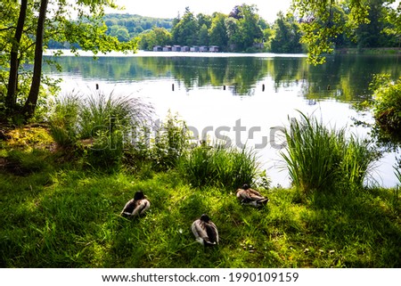 Ducks at the Wesslinger See, nature reserve, biotope Royalty-Free Stock Photo #1990109159