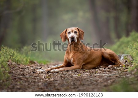 Beautiful old crossbreed hunting dog vizsla lies model in nature in the forest Royalty-Free Stock Photo #1990126163