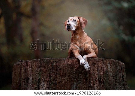 Beautiful old crossbreed hunting dog vizsla lies model in nature in the forest