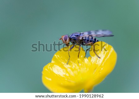 Diptera fly Otites jucunda sitting on buttercup