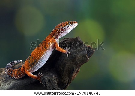 leopard gecko lizard on wood , eublepharis macularius Royalty-Free Stock Photo #1990140743