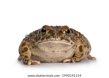 Bufo Boulengeri 
aka African Green Toad, sitting facing front. Looking towards camera showing both eyes. Isolated on a white background.