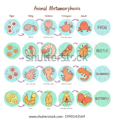 vector illustration of animal growth and metamorphosis with cartoon style isolated on white background.