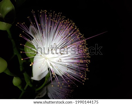 White flower with yellow dots