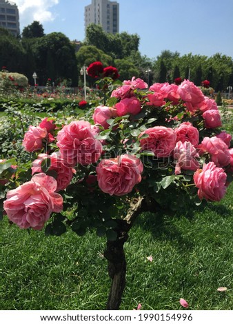 hybrid tea rose in garden . Turkish roses