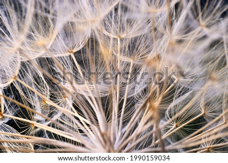 Close up of winged seeds of  dandelion head plant