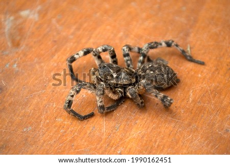 The corpse of a tarantula spider on a wooden background. 