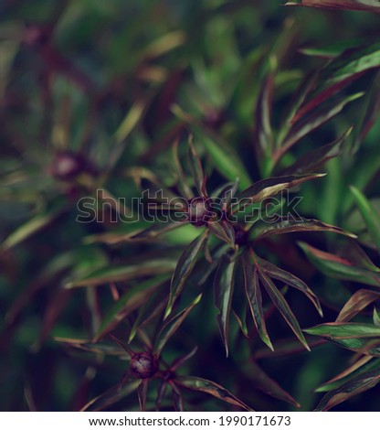 A peony is a plant with buds. Large foliage of tropical leaves with a dark green texture. Seamless Leaf Background.A Full-Frame Shot Of The Leaves. abstract green texture, nature background.