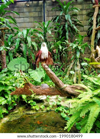 Javanese eagle standing on a tree