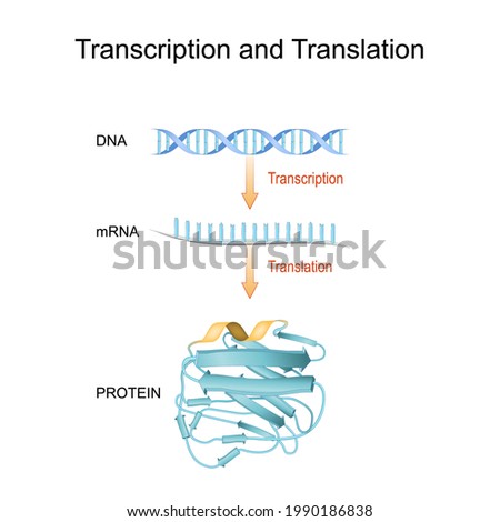 DNA, RNA, mRNA and Protein synthesis. Difference between Transcription and Translation. Biological functions of DNA. Genes and genomes. Genetic code.  Royalty-Free Stock Photo #1990186838