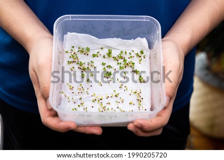 Person showing germinated seeds in moist water soaked kitchen towel within box Royalty-Free Stock Photo #1990205720