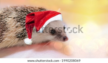 Funny New Year's eared hedgehog in a red Santa hat on a magical background with colorful bokeh lights. White albino hedgehog close-up. The concept of Christmas or New Year. Copy space for text 
