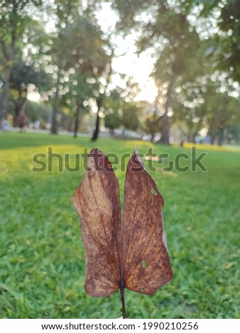 a dry leaf on a green grass background