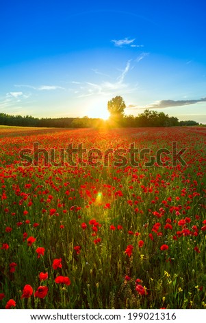 field with green grass and red poppies against the sunset sky  in Hungary- This photo make HDR technique