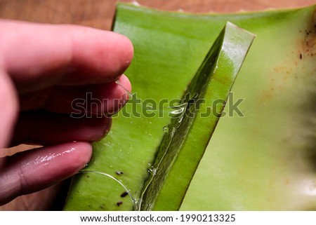 A cut aloe vera leaf between the fingers with threads of mucus.