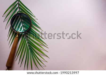 Magnifying glass on a tropical leaf, Creative, a journey into the unknown, searching for nature, arrangement of greenery, flat lay, pink background with an empty space for text 