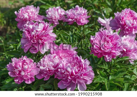 Beautiful double peony John Howard Wigell. Herbaceous perennial. Bush height up to 90cm, abundant flowering. Royalty-Free Stock Photo #1990215908
