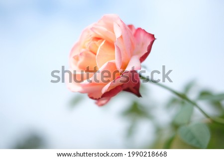 Beautiful Flower Close Up Picture
