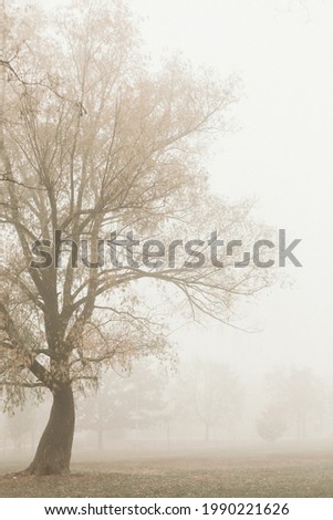mystical fog in the autumn park trees with yellowed foliage

