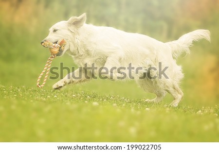 fun golden retriever labrador dog running in sunset nature