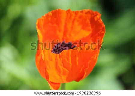 poppy with poppy seeds close up