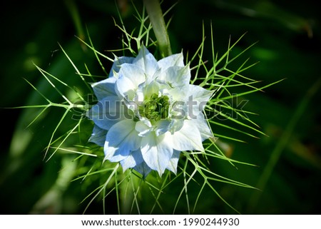 Love-in-a-mist is an annual garden flowering plant, belonging to the buttercup family Ranunculaceae. 