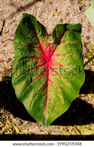 Colorful taioba leaf in the garden
