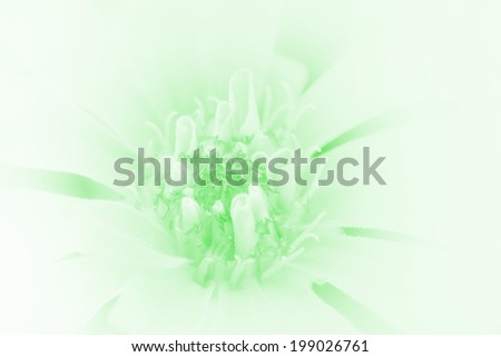 beautiful flowers made with color filters abstract