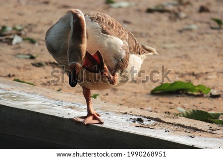 Duck Swimming - Animal Collection