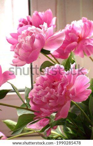 bouquet of pink blooming peonies close-up. Picture for a flower shop.