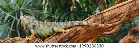 Common green iguana resting on a tree in natural environment. Nature, wildlife, zoology, herpetology, science, zoo laboratory. Panoramic image