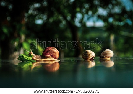 One big snail are eat the green leaf and two small snails sleeping . Snails in the nature	on the table.  Royalty-Free Stock Photo #1990289291