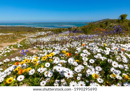 Colorful spring flowers under a blue sky growing along the banks of the tranquil waters of Langebaan Lagoon in the Western Cape
