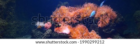 Exotic marine aquarium coral reef environment with pink actinia and tropical fish. Picturesque panoramic underwater background. Concept art, graphic resources, macro photography. Nature, wildlife, zoo