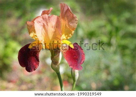 Bright yellow-red  flower iris on blurred green natural background. Bearded Iris on the background of green garden. Place for text .Iridaceae. Beautiful large head of Iris. Spring flower