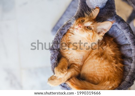 Maine Coon kitten in its gray soft home.