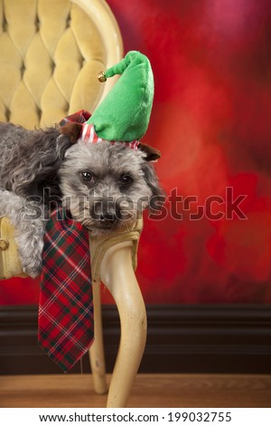 Cute dog posing for a Christmas picture in an elf hat