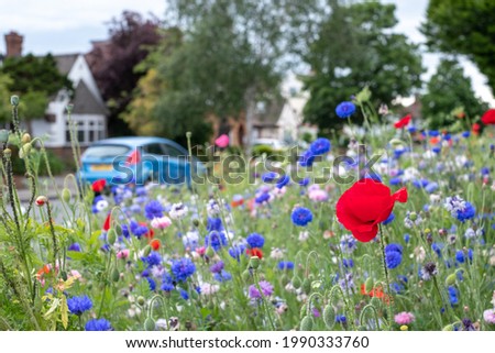 Colourful wild flowers, including poppies and cornflowers, on a roadside verge in Eastcote, West London UK. The Borough of Hillingdon has been planting wild flowers next to roads to support wildlife. Royalty-Free Stock Photo #1990333760