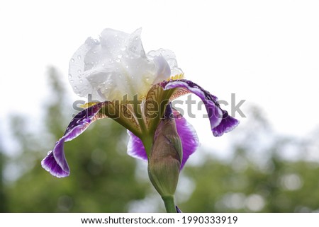 Drops of Water after rain on tender purple petals of beautiful large flower. Purple Iris Germanica. Beautiful large head of Iris. Banner beautiful Iris flower grow in the garden. Nature concept 