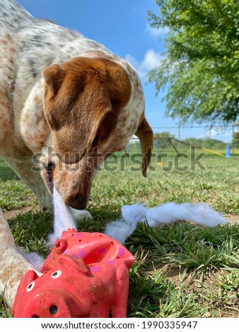 Funny pet portrait action shot of hound dog destroying stuffed squeaky toy pig outside in the grass on sunny day Royalty-Free Stock Photo #1990335947