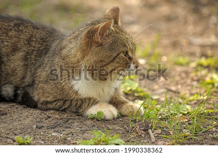 brown and white cat european shorthair outdoor close up