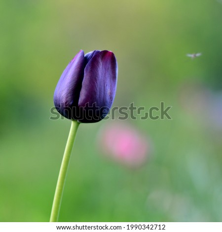Close-up of a dark purple tulip against a blurred green garden background in soft evening light.